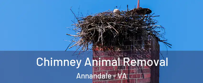 Chimney Animal Removal Annandale - VA