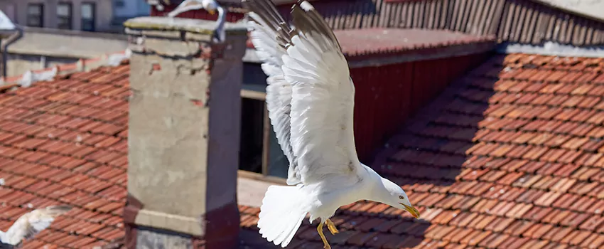Residential Chimney Animal Removal Solution in Annandale, VA