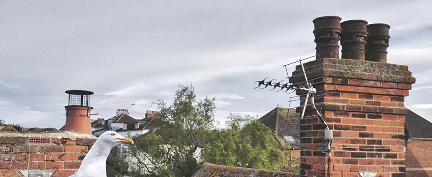 Chimney Cleaning And Restoration in Annandale, Virginia
